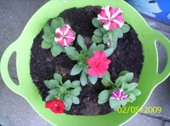 Petunii 2 mai 2009 (1) - petunii si calibrachoa