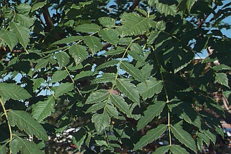 KOELREUTERIA PANICULATA.1jpg