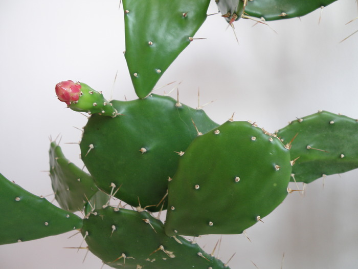 Picture 068 - cactusi