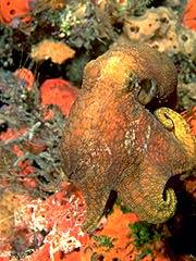 Sepie - poze muuuuuuuuuuuuuulte