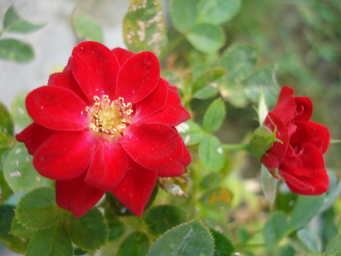 True Love rose, 29aug2009 - True Love miniature rose