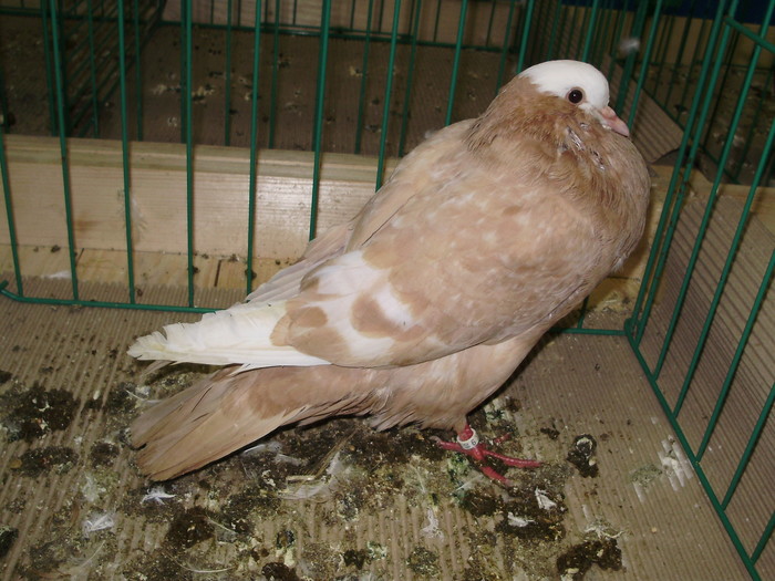 8961 s 0 - 1507 partea 3b