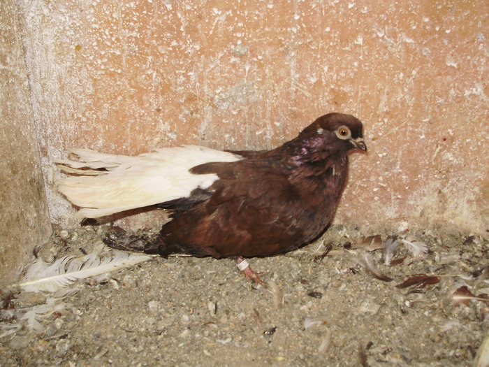 P9061431 - 1709 Marian Anghel