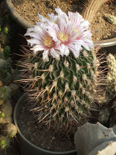 Echinoffossulocactus hastatus