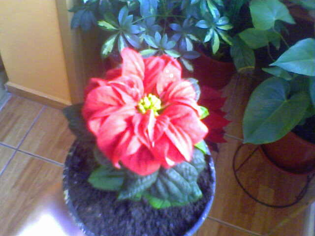 Picture 004 - ultimile achizitii 2009