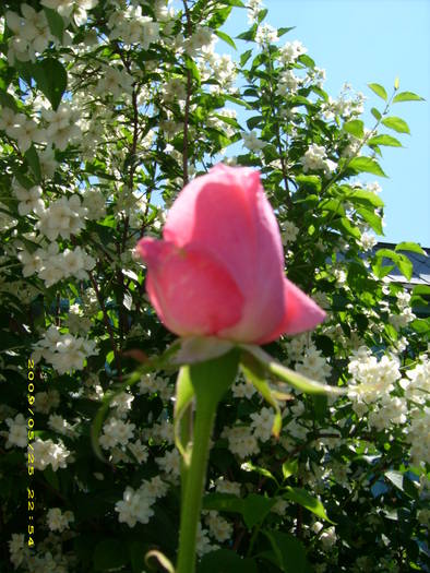 Picture 180 - gradina in 2009