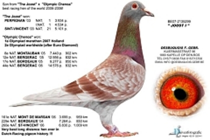 BE07-2135299[1] - poze cu porumbei voiajori de mine placuti