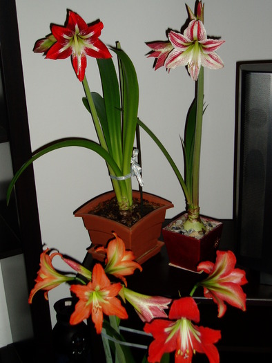 crini amaryllis - Florile mele 2009