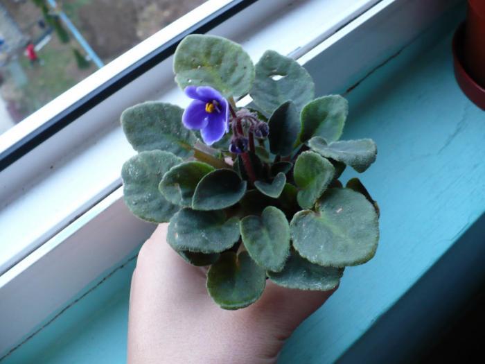 P1050711 - Violete africane