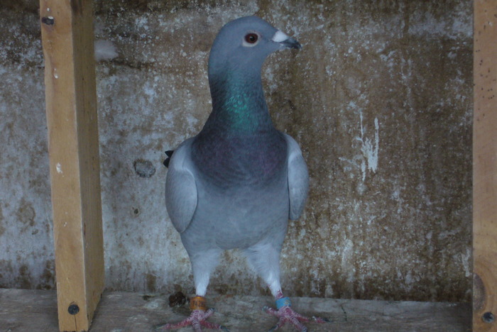 pui 2009 - poze cu porumbei mai vechi