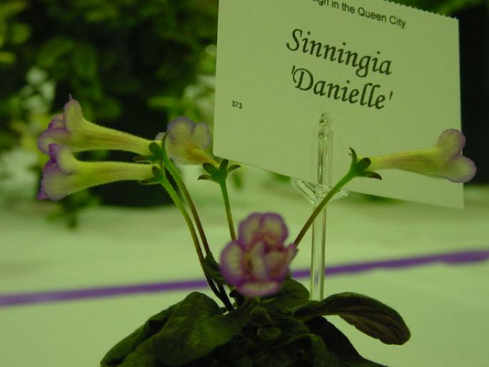 Sinn_Danielle_2005avsa - violete de pe net 1