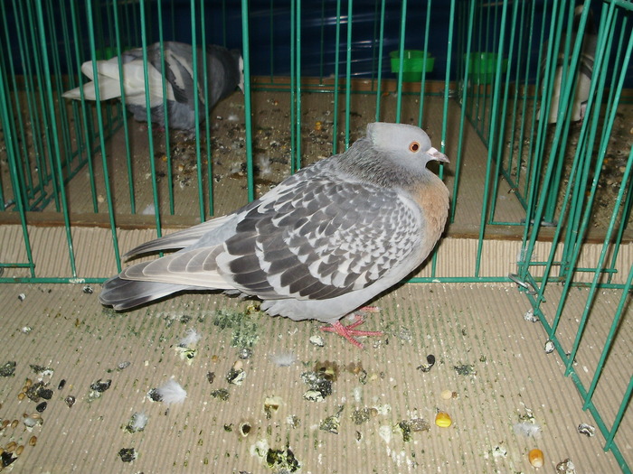 9530 ciocarlie berna 0 - 1507 partea 4