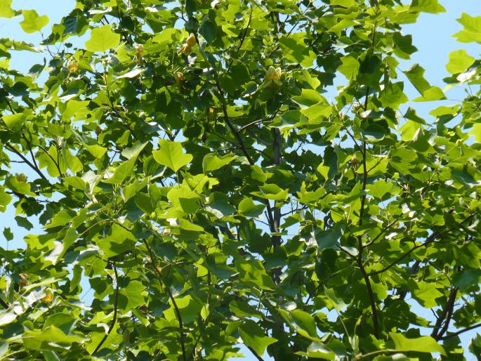 Liriodendron tulipifera (Copacul cu lalele) - Gradina Botanica mai 2008