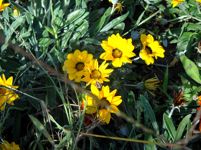 Picture 340 - flori dragute