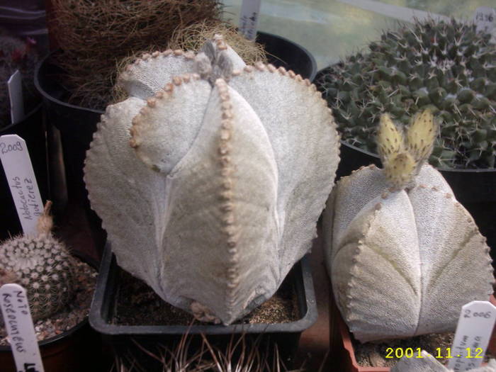 78-Astrophytum myriostigma v.quadricostatum - cactusi