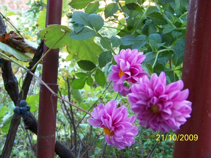 100_3088 - Toamna in curte  Timisoara