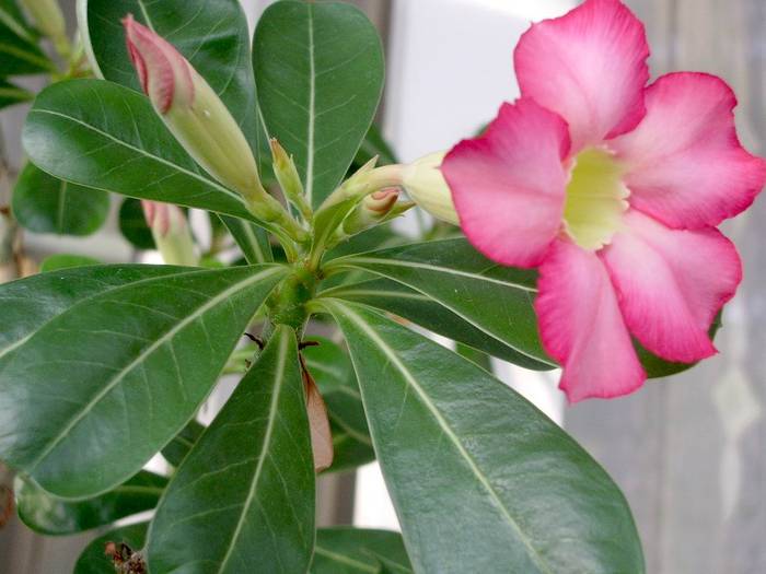 Adenium obesum - Plante cu caudex