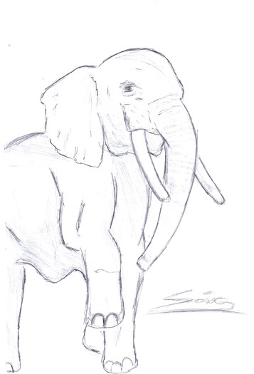 elephant