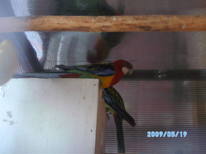SANY7673 - papagali