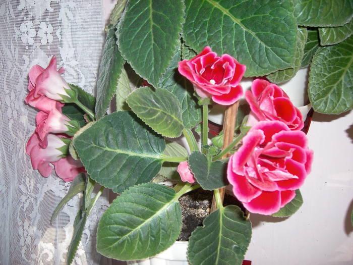 Gloxinia roz dublu