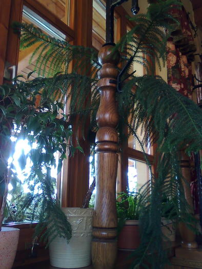 Imagine1552 - ApiMondia