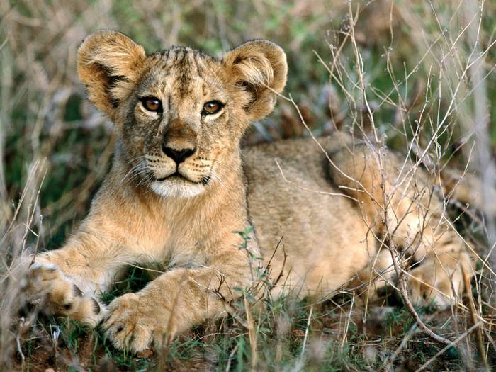 African Lion Cub Relaxing, Africa - animale de tot felu