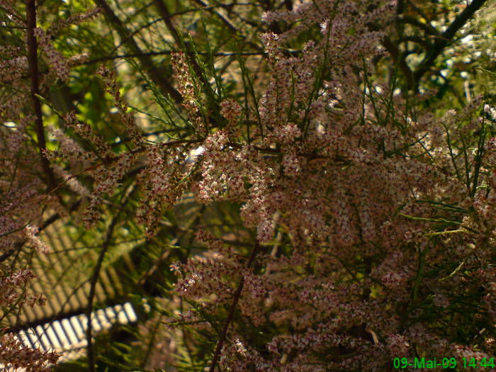 Tamarix - Gradina Penelopei in luna mai