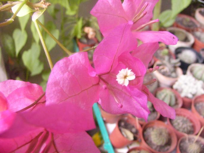 bougainvillia