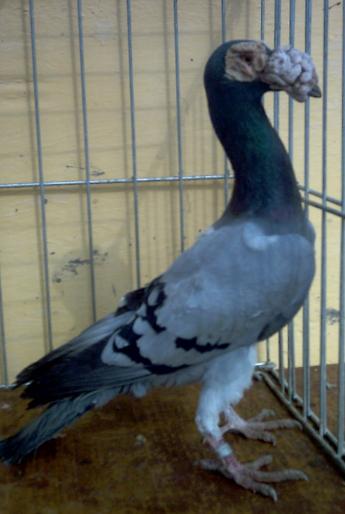 10 - porumbei carieri - 2006