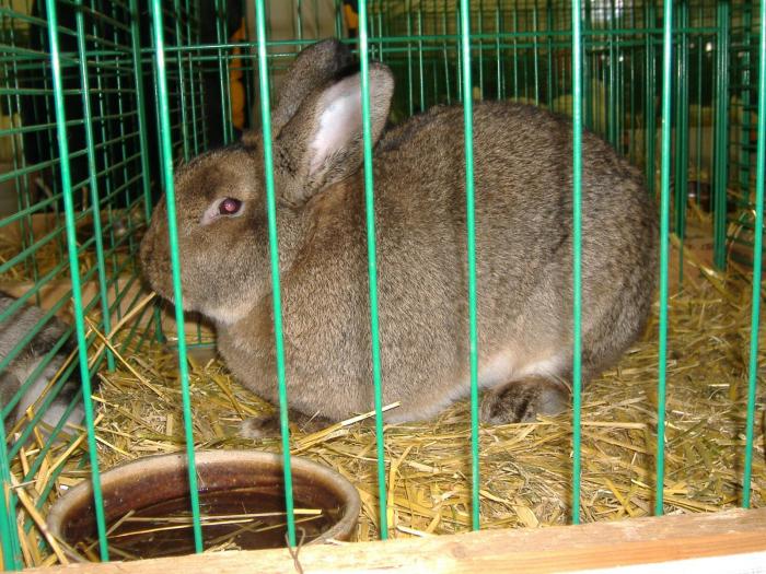 Nitra 06.12.2008 090