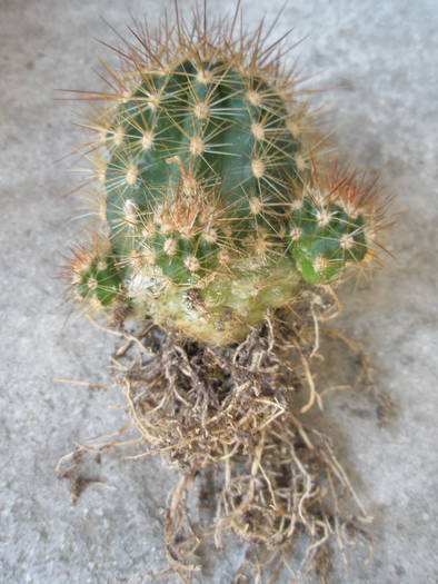 radacini de Lobivia grandiflora herzogii - RADACINI de cactus