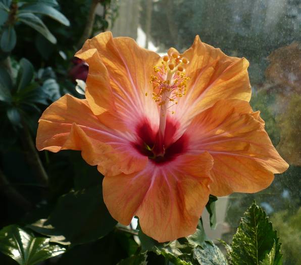 P1140614 - HIBISCUSI