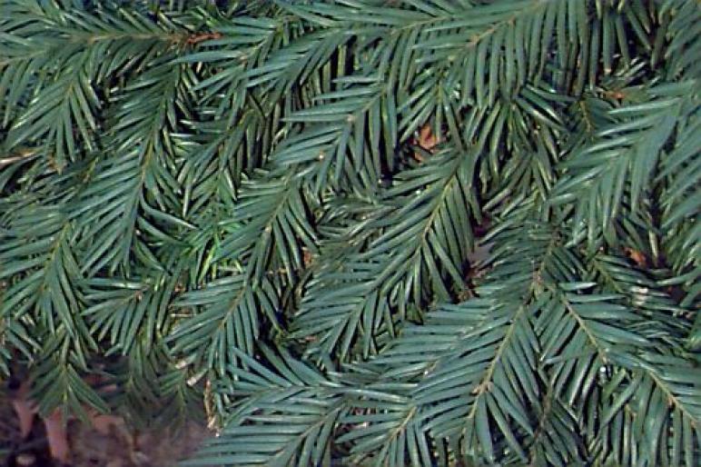 TAXUS BACCATA.1jpg