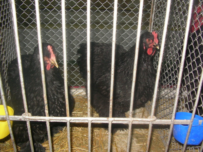 SANY0264 - poze expo 2009