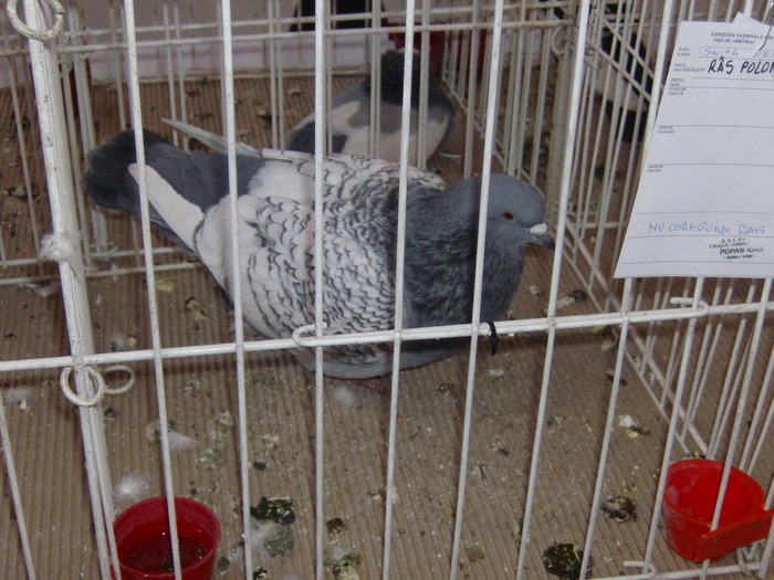 poza 028