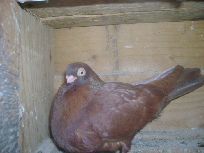 pozedecembrie 2009 094 - poze decembrie 2009