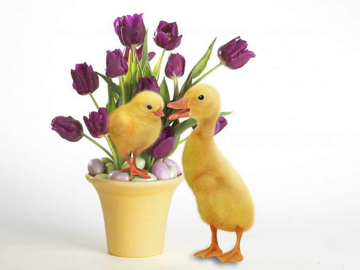 Easter Quackers