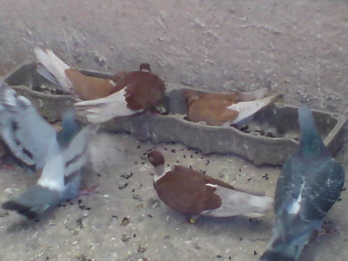 DSC01065 - Gat-Golas