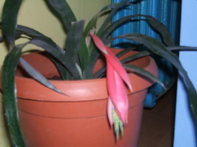 billbergia - Flori