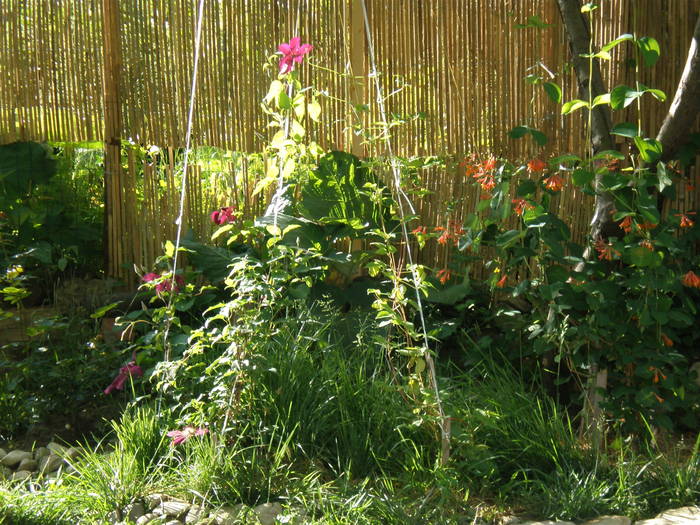 lornicela rosie  si clematite - FLORILE MELE 2009