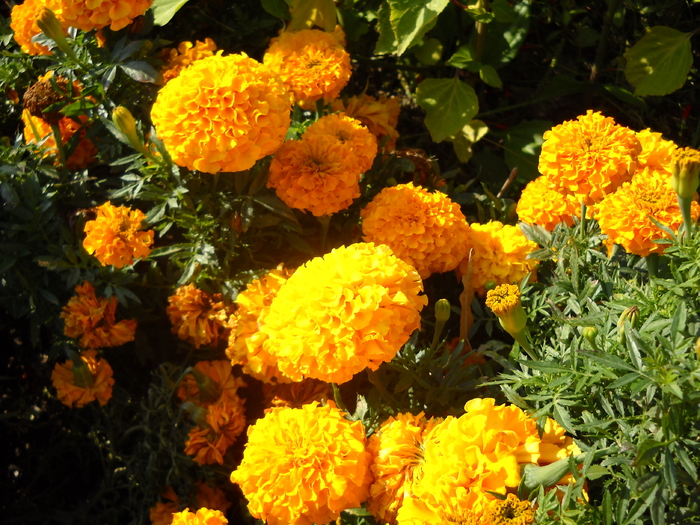 Picture 319 - flori dragute