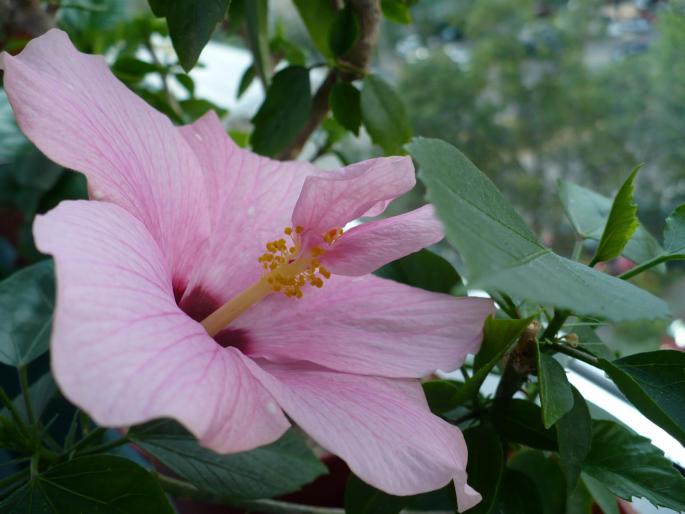 P1030207 - Hibiscusi