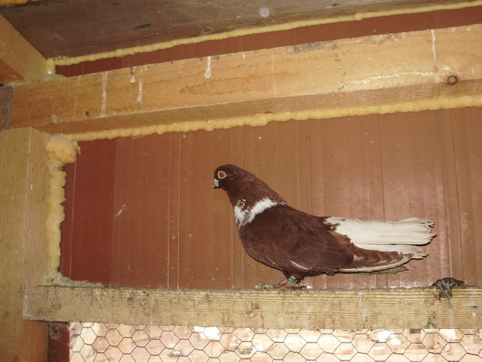 P9061385 - 1709 Marian Anghel