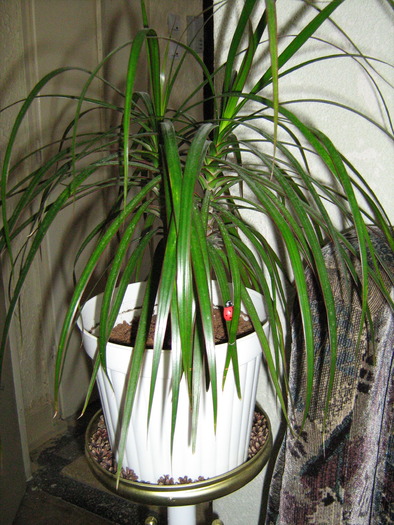 floricele 062; dracaena, floarea minunata
