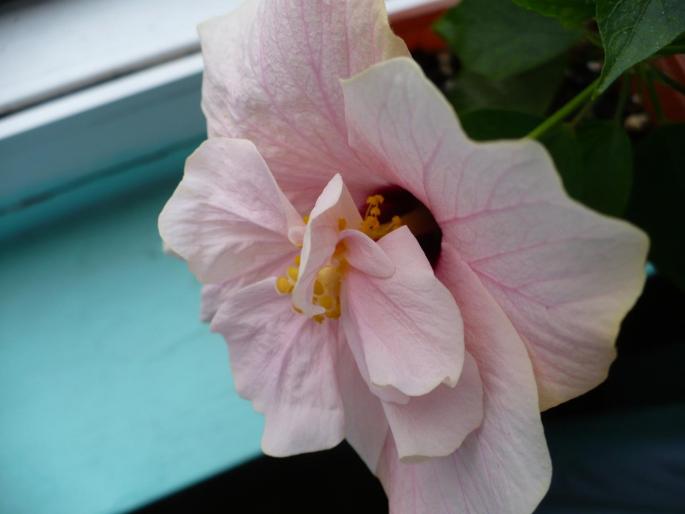 P1030747 - Hibiscusi