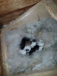 IMG-20170204-WA0004; Al doilea cuib , 6 puisori
