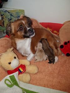 fata mea; vivi
