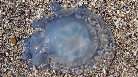 Meduza