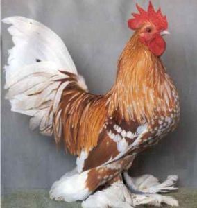 Hahn