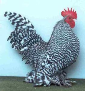Hahn
